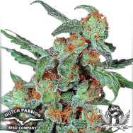 Dutch Passion Seeds Orange Bud